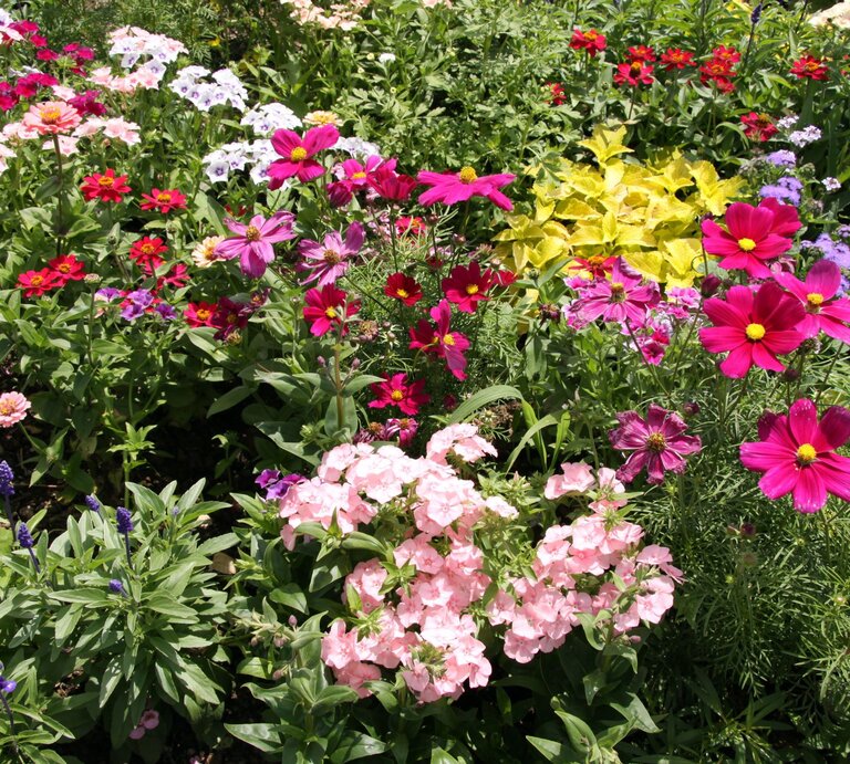 Bunter Staudengarten mit üppigen rosa, roten und violetten Blüten unter strahlendem Sonnenlicht auf dichtem grünen Laub. | © Adobe Stock/ Benshot