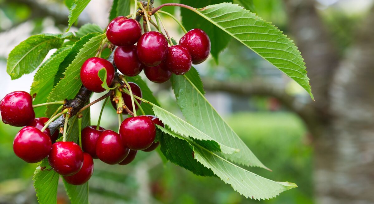 Ein Zweig mit reifen, roten Kirschen und grünen Blättern hängt vor unscharfem, grünem Gartenhintergrund.