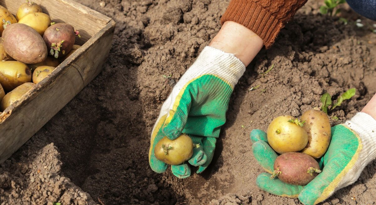 Zwei Hände in grünen Gartenhandschuhen setzen Kartoffeln mit Keimen in eine Erdgrube, daneben eine Holzkiste mit weiteren Kartoffeln.