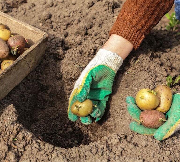Zwei Hände in grünen Gartenhandschuhen setzen Kartoffeln mit Keimen in eine Erdgrube, daneben eine Holzkiste mit weiteren Kartoffeln. | © Viktor Sergeevich