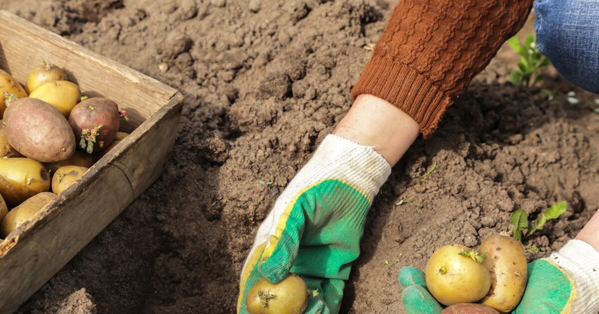 npk dünger inhaltsstoffe Mineraldünger für Heidelbeeren in 3kg und 10kg main image 1