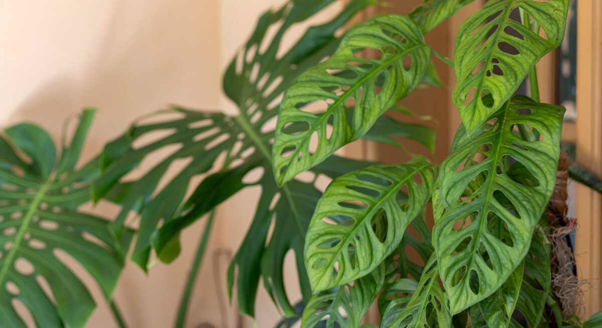Grüne Monstera-Pflanze mit filigranen, durchbrochenen Blättern steht vor einem beige gestrichenen Hintergrund nahe einer Glastür.