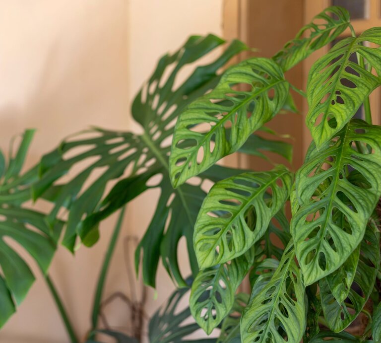 Grüne Monstera-Pflanze mit filigranen, durchbrochenen Blättern steht vor einem beige gestrichenen Hintergrund nahe einer Glastür. | © Shutterstock/GreenThumbShots