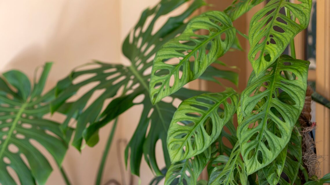 welchen dünger für ficus benjamini Purgrün Ficus-Benjamini-Dünger 1 Liter