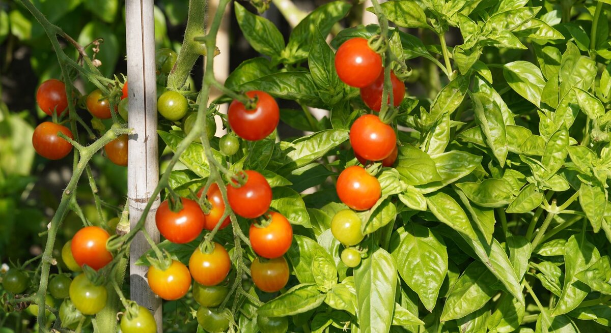 Reife und unreife Cocktailtomaten hängen an einem grünen Strauch mit dichten Blättern, gestützt von einem Holzstab in der Sonne.