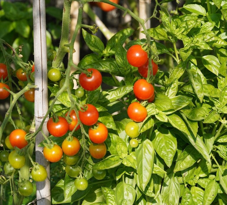 Reife und unreife Cocktailtomaten hängen an einem grünen Strauch mit dichten Blättern, gestützt von einem Holzstab in der Sonne. | © Shutterstock/Luciavonu