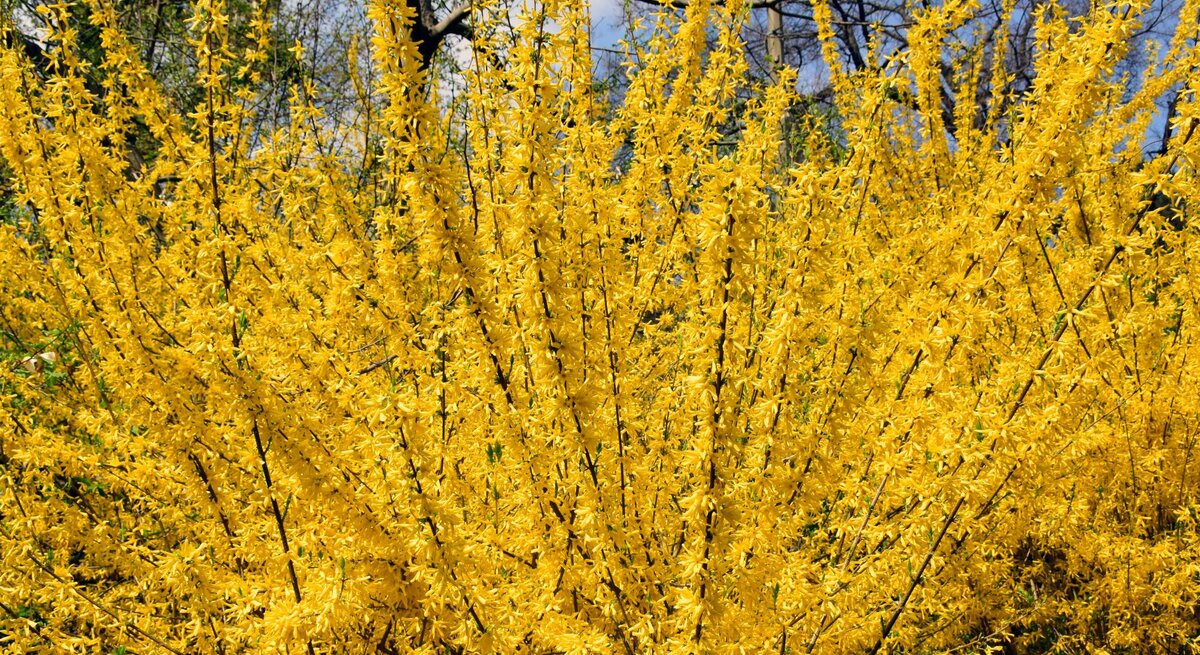 Üppig blühender gelber Forsythienstrauch in voller Pracht, umgeben von kahlen Bäumen vor blauem Frühlingshimmel.