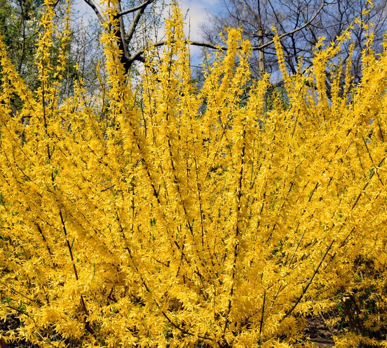 Üppig blühender gelber Forsythienstrauch in voller Pracht, umgeben von kahlen Bäumen vor blauem Frühlingshimmel. | © Shutterstock/Vlad_art