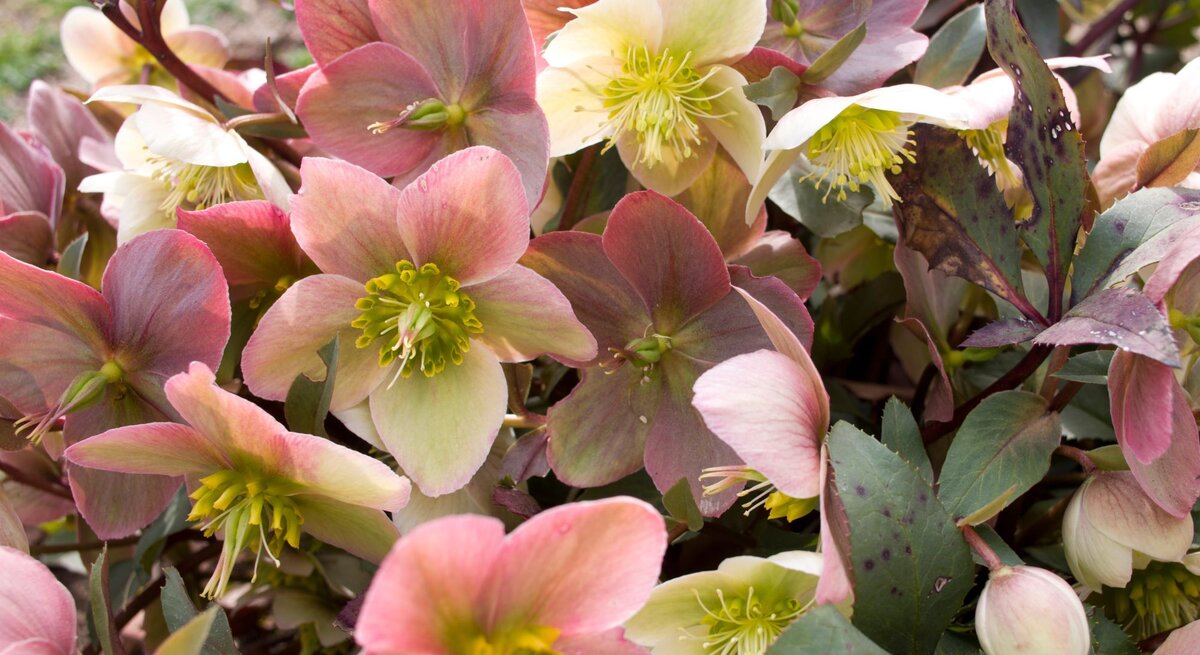 Ein dichter Strauch blühender Christrosen mit rosa und cremeweißen Blüten, grünlich-gelben Staubgefäßen und dunkelgrünen, teils fleckigen Blättern.