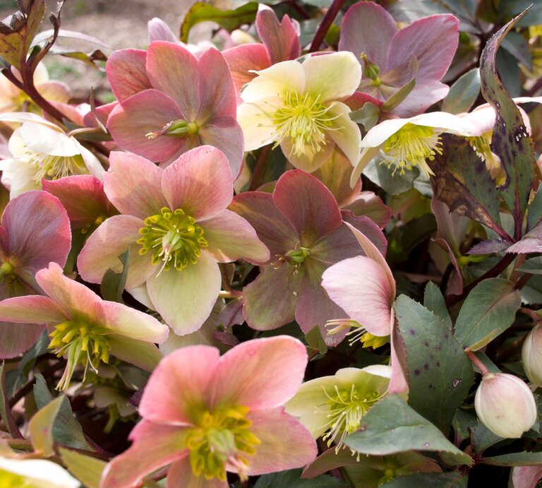 Ein dichter Strauch blühender Christrosen mit rosa und cremeweißen Blüten, grünlich-gelben Staubgefäßen und dunkelgrünen, teils fleckigen Blättern. | © Shutterstock/zzz555zzz