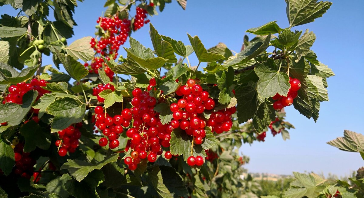 Reife rote Johannisbeeren hängen in dichten Trauben an grünen Zweigen vor einem strahlend blauen Himmel.