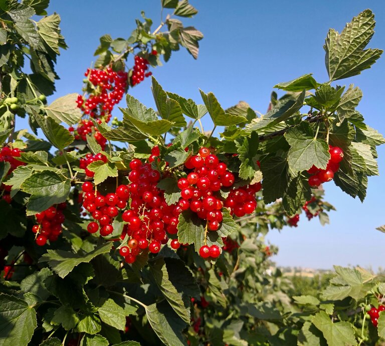 Reife rote Johannisbeeren hängen in dichten Trauben an grünen Zweigen vor einem strahlend blauen Himmel. | © Shutterstock/Burning Bright