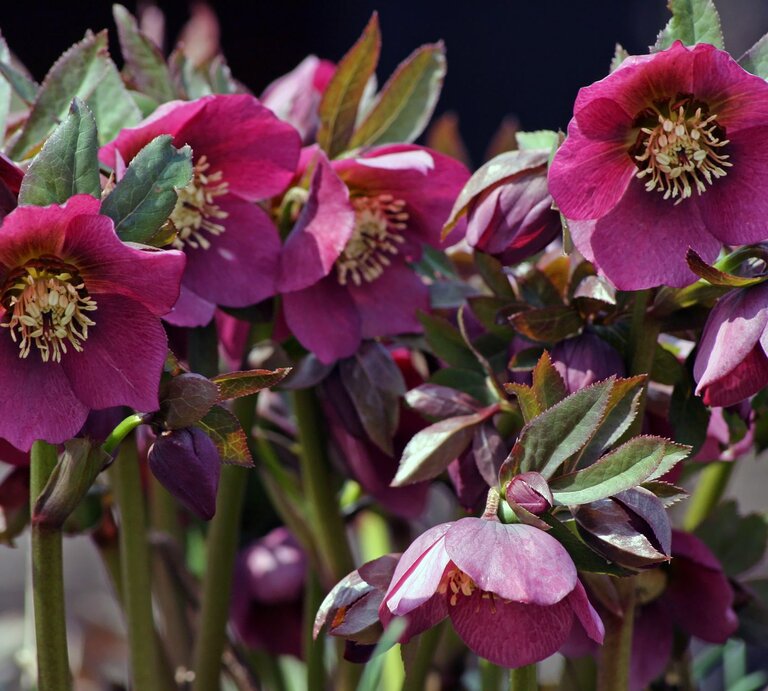 Eine Gruppe purpurroter Christrosen mit gelben Staubgefäßen steht im Sonnenlicht vor dunkelgrünem Laub. | © Shutterstock/Astrid Gast