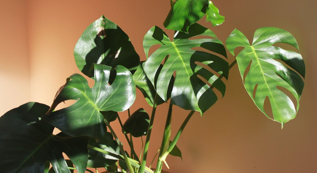 Große, glänzende Monstera-Blätter in kräftigem Grün werfen weiche Schatten auf eine beige Wand in warmem Sonnenlicht.