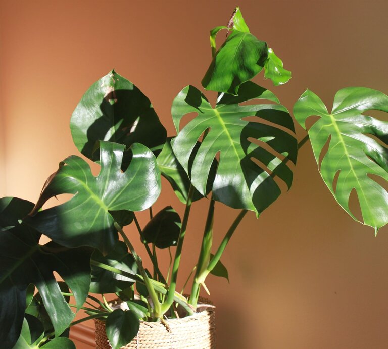 Große, glänzende Monstera-Blätter in kräftigem Grün werfen weiche Schatten auf eine beige Wand in warmem Sonnenlicht. | © Shutterstock/talyfo