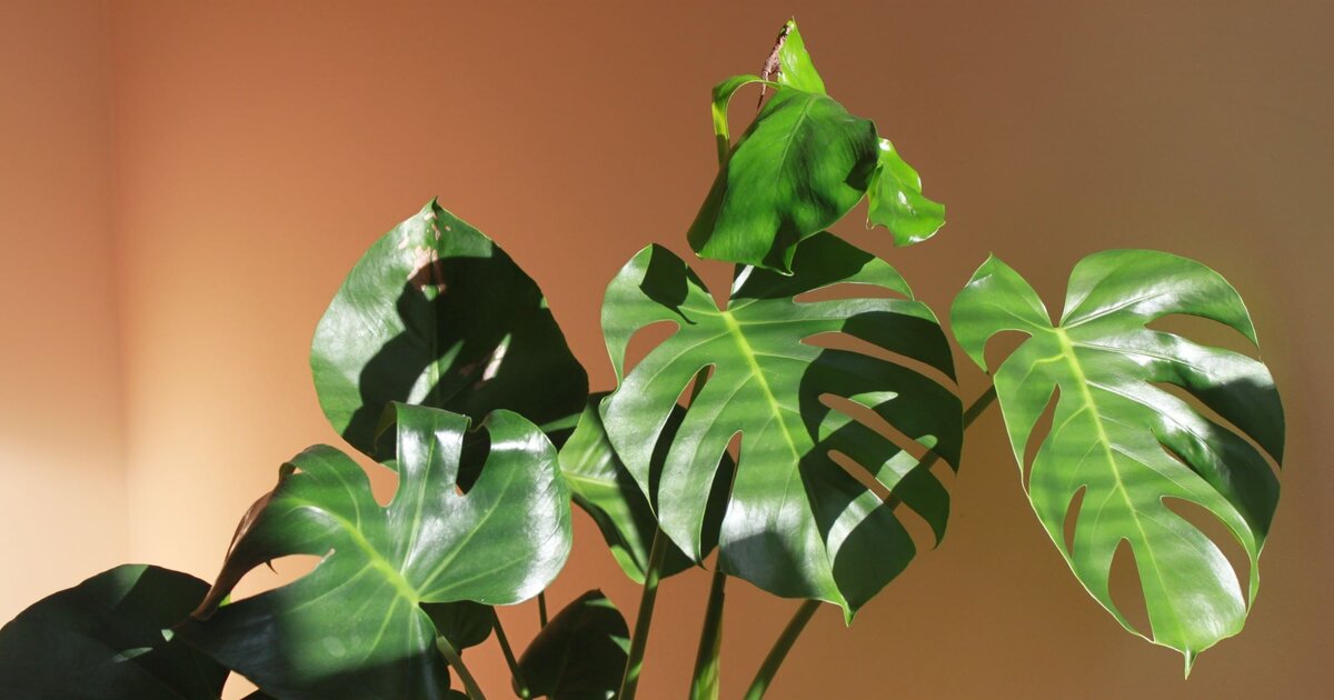 Monstera vermehren: Tipps fr Ableger mit & ohne Luftwurzel