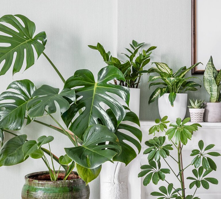Verschiedene grüne Zimmerpflanzen, darunter Monstera und Bogenhanf, stehen in dekorativen Töpfen auf einer weißen Kaminablage. | © Shutterstock/t.sableaux