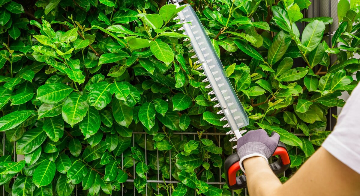 Eine Person in weißem Shirt schneidet mit einer elektrischen Heckenschere eine grüne dichte Hecke vor einem Metallzaun.