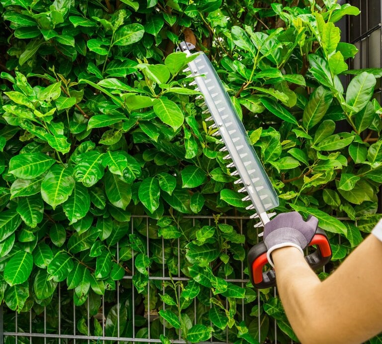 Eine Person in weißem Shirt schneidet mit einer elektrischen Heckenschere eine grüne dichte Hecke vor einem Metallzaun. | © Shutterstock/Ingrid Balabanova