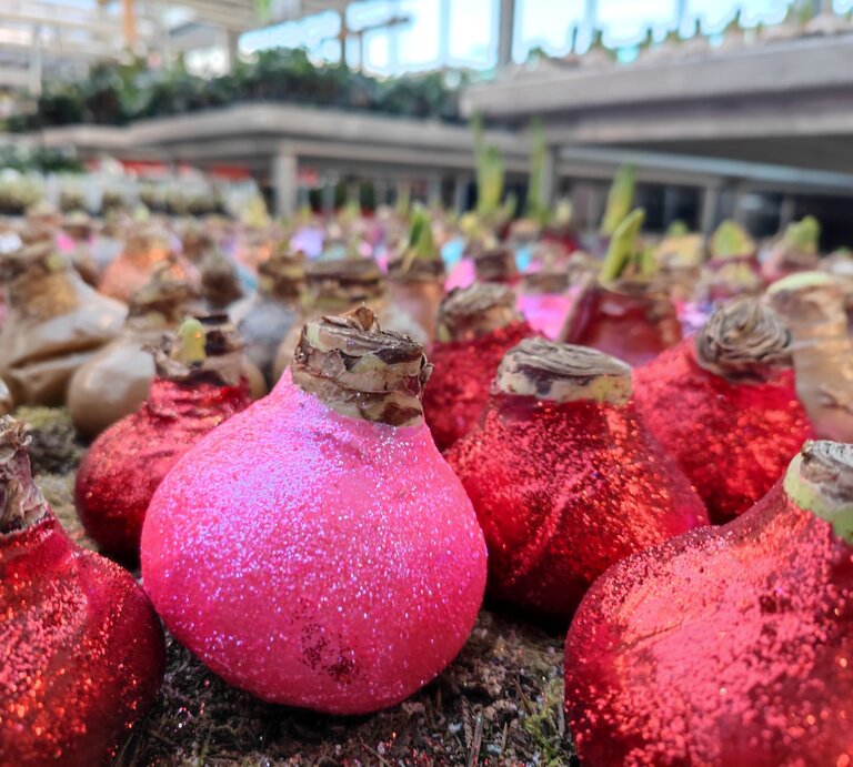 Glitzernde Blumenknollen in Pink und Rot liegen in einem Gewächshaus auf Moos, bereit zum Einpflanzen im Frühling. | © Shutterstock/JGLmarket