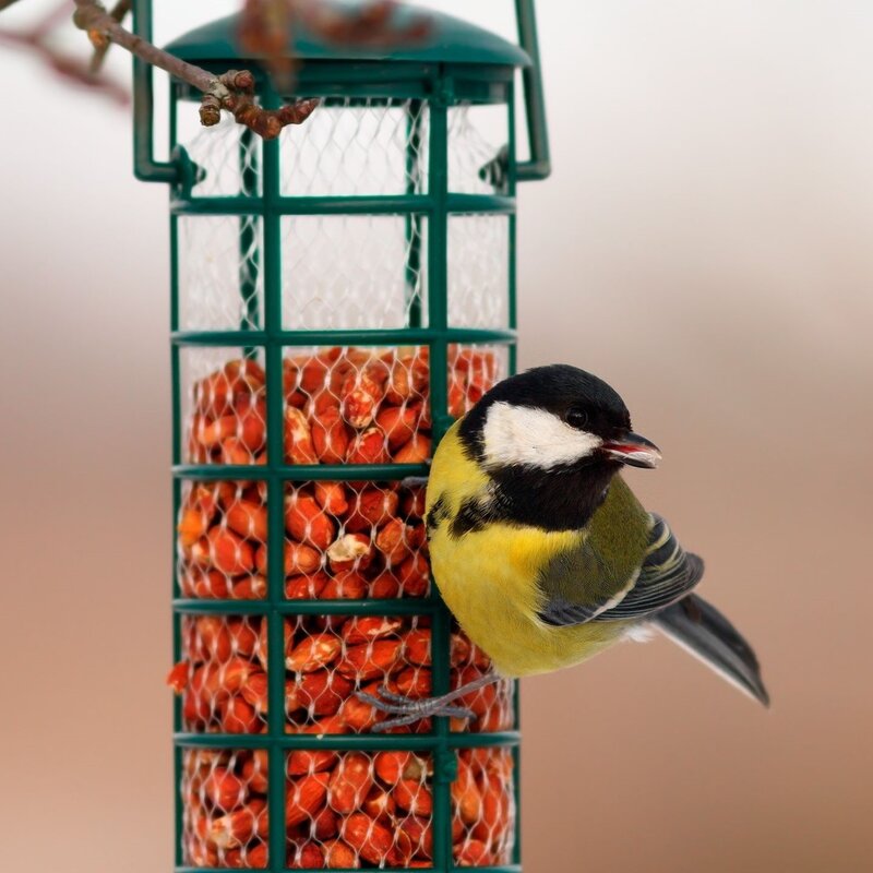 Ein kleiner Vogel mit gelben Federn sitzt auf einer Futterstation. | © Shutterstock/taviphoto