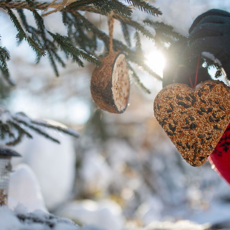 Bunte Christbaumkugeln aus Vogelfutter hängen an einem Baum, um Vögel im winterlichen Garten zu füttern. | © Shutterstock/iMarzi
