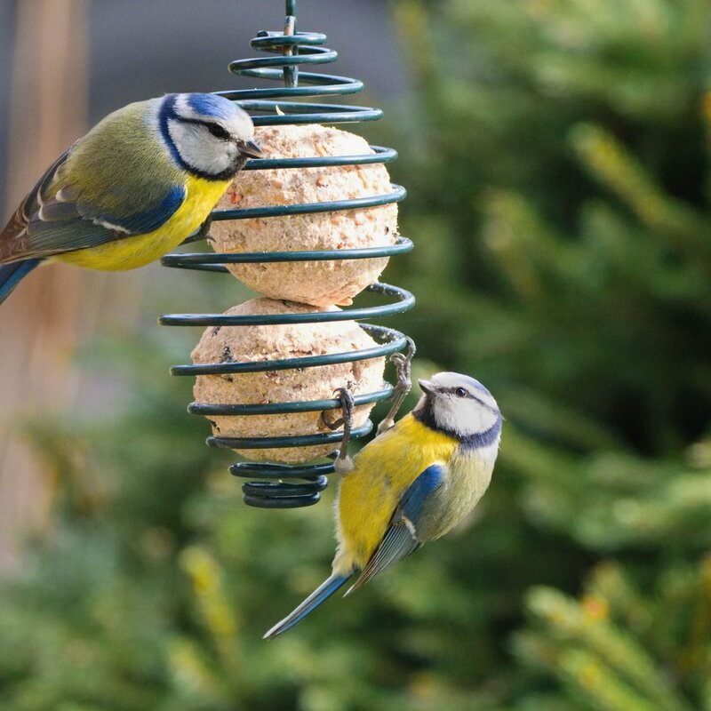 Zwei kleine Vögel landen auf einem Futterspender, umgeben von winterlichen Zweigen. | © Shutterstock/Tunatura