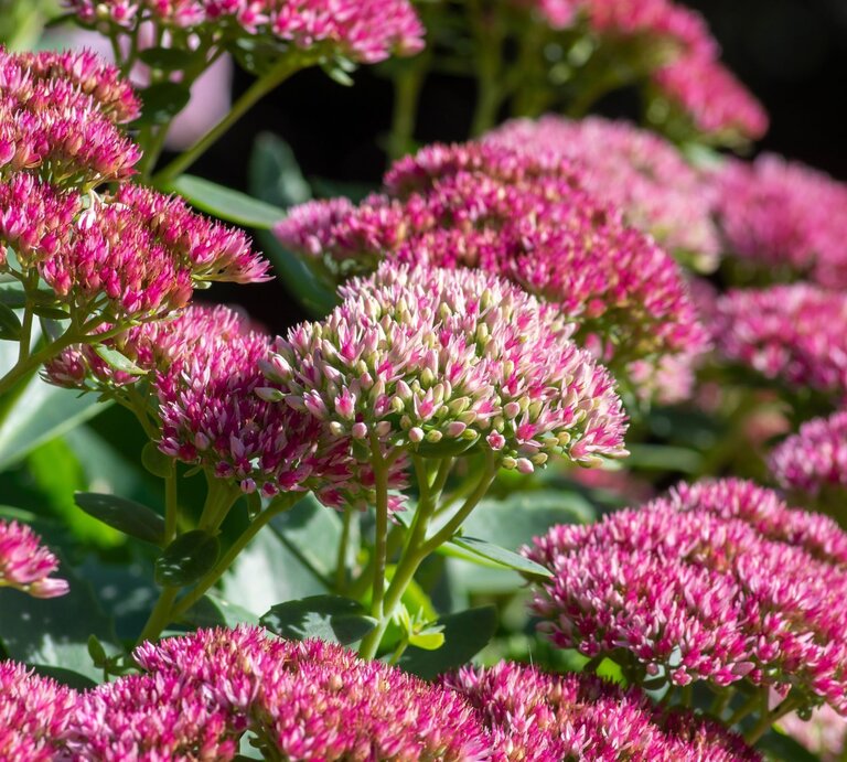 Eine dichte, grüne Staude mit rosafarbenen Blüten, die in einem sonnigen Garten in voller Blüte steht. | © Shutterstock/Iva Vagnerova