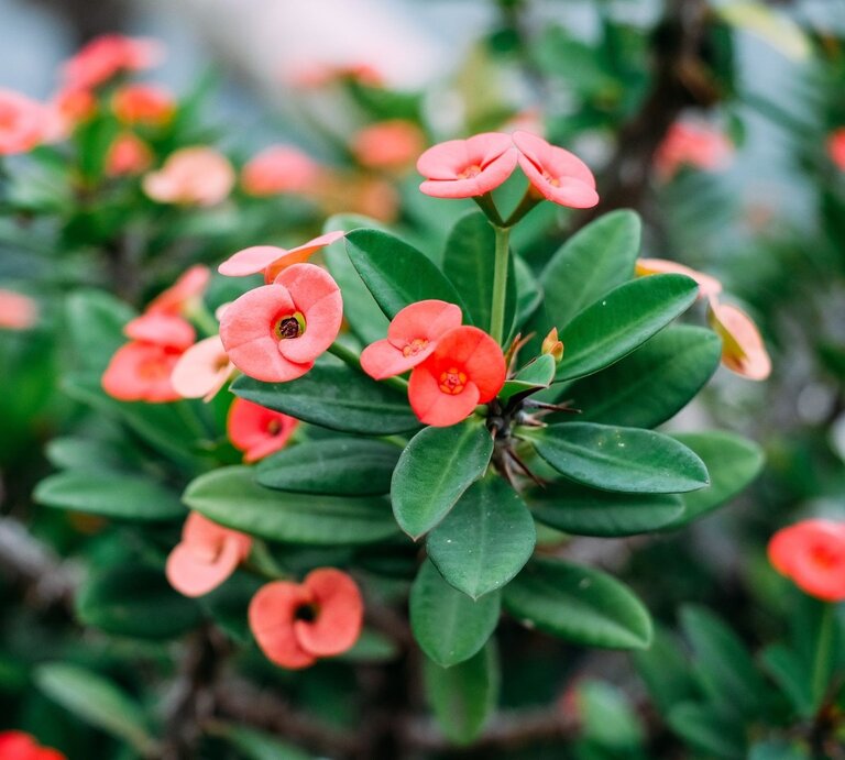 Ein Dornstrauch mit grünen, glänzenden Blättern und zarten roten Blüten vor einem leicht verschwommenen, natürlichen Hintergrund. | © Shutterstock/NATTAPON JUIJAIYEN