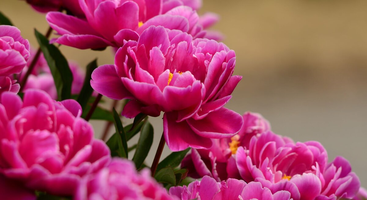 Leuchtend pinke Pfingstrosen in voller Blüte mit zarten Blütenblättern und grünem Laub vor unscharfem Hintergrund.