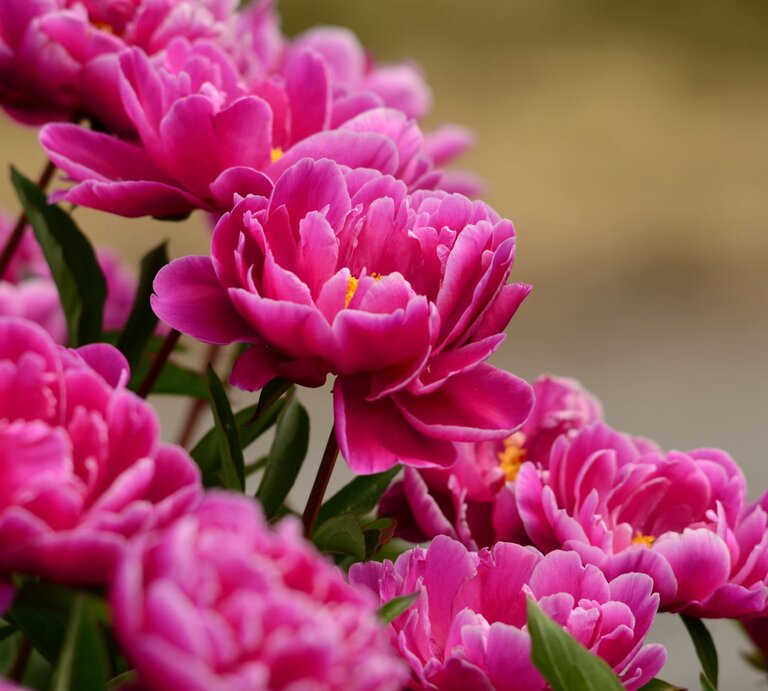 Leuchtend pinke Pfingstrosen in voller Blüte mit zarten Blütenblättern und grünem Laub vor unscharfem Hintergrund. | © Shutterstock/MemoSaBAM