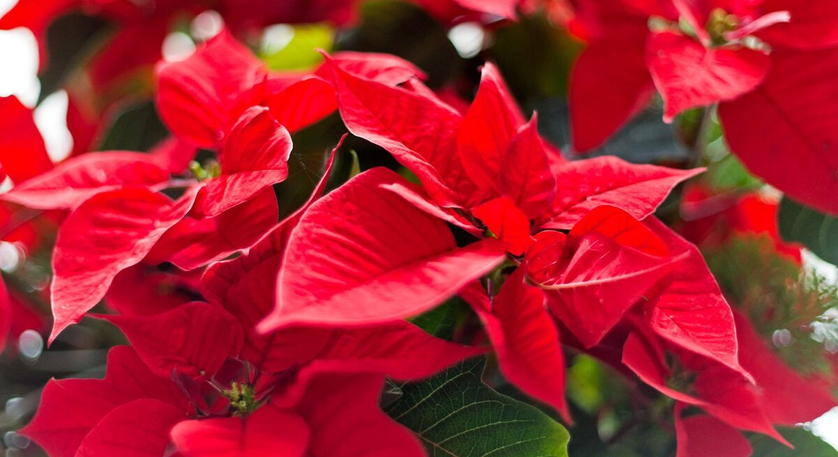 Nahaufnahme leuchtend roter Weihnachtsstern-Blätter mit zartem Grünton im Hintergrund, sanft beleuchtet von natürlichem Licht.