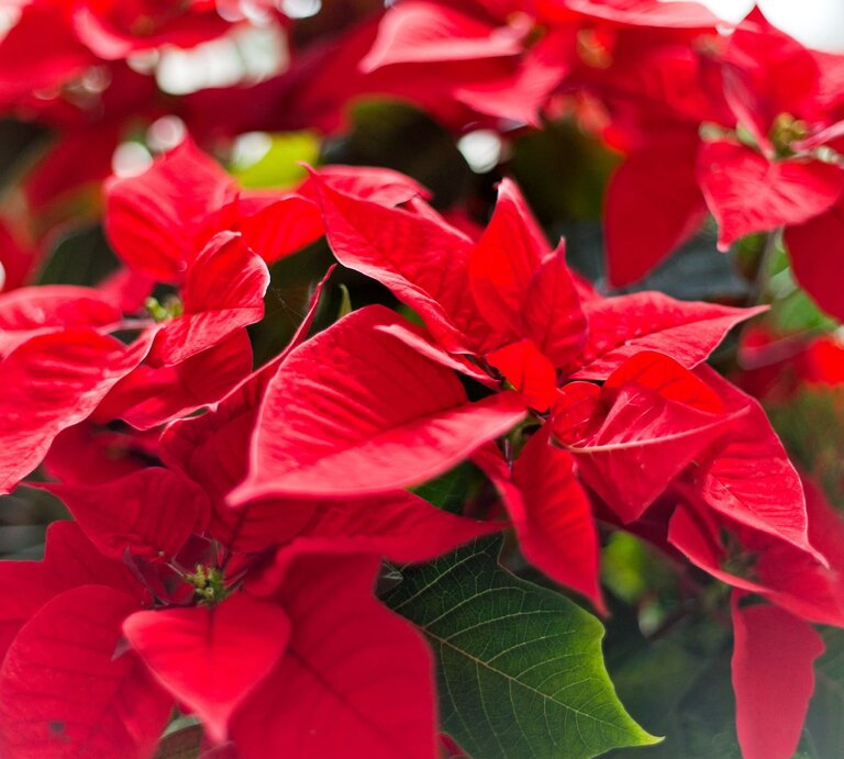 Nahaufnahme leuchtend roter Weihnachtsstern-Blätter mit zartem Grünton im Hintergrund, sanft beleuchtet von natürlichem Licht. | © Shutterstock/Ysbrand Cosijn