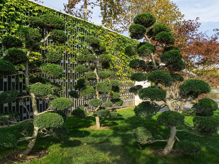 Zierlich beschnittene Bäume auf einem sattgrünen Rasen vor einer Wand mit Efeu in einem sonnendurchfluteten Garten. | © Shutterstock/Marinodenisenko