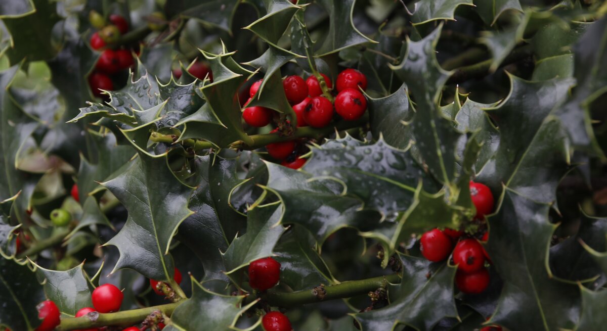 Glänzende dunkelgrüne Stechpalmenblätter mit scharfen Zacken, dazwischen leuchtend rote Beeren an einem regennassen Zweig.