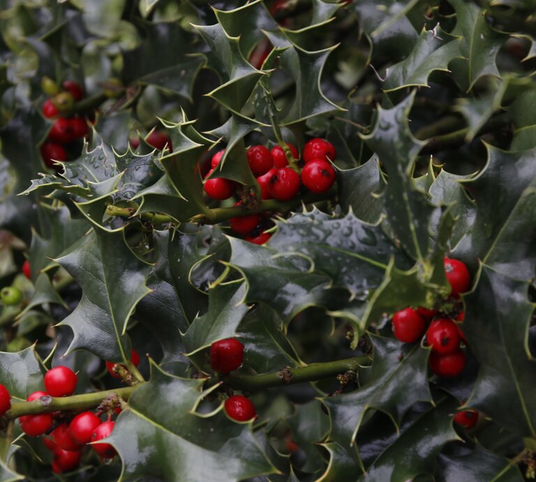 Glänzende dunkelgrüne Stechpalmenblätter mit scharfen Zacken, dazwischen leuchtend rote Beeren an einem regennassen Zweig. | © AdobeStock/Laiotz