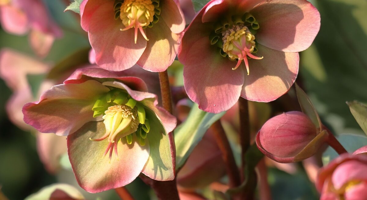 Rosa-blühende Christrosen mit grünlich-gelbem Zentrum in hellem Sonnenlicht, umgeben von Knospen und dunkelgrünen Blättern.