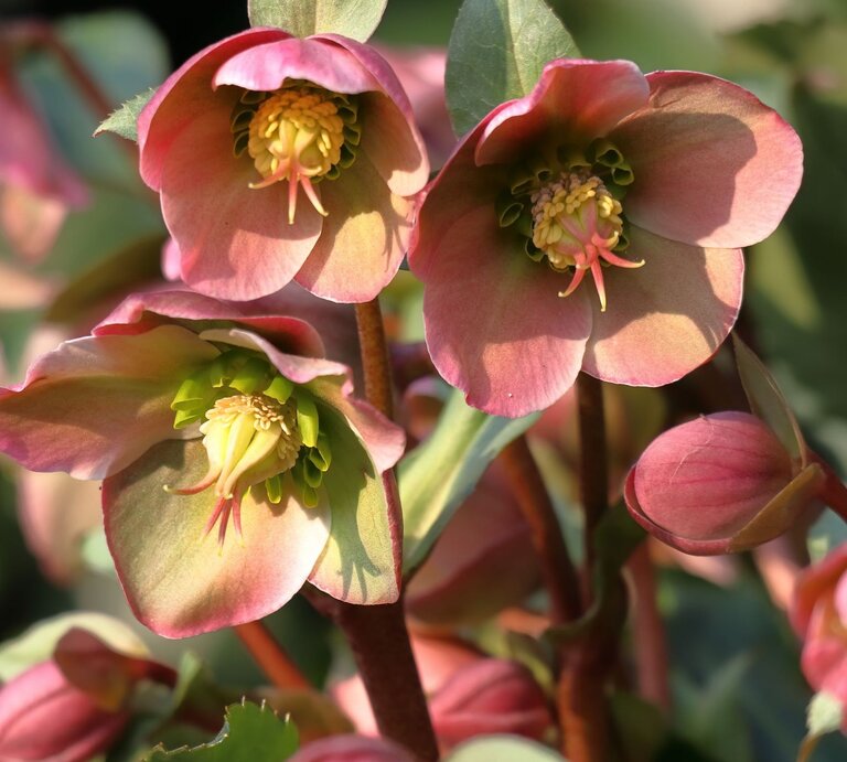 Rosa-blühende Christrosen mit grünlich-gelbem Zentrum in hellem Sonnenlicht, umgeben von Knospen und dunkelgrünen Blättern. | © Shutterstock/MaRee22