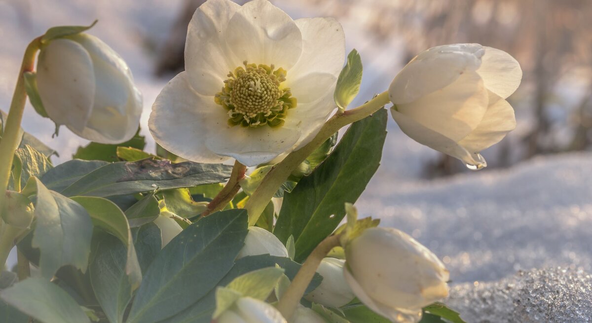 Weiße Christrosen mit grünen Blättern blühen in hellem Sonnenlicht auf schneebedecktem Boden, einzelne Wassertropfen glitzern.