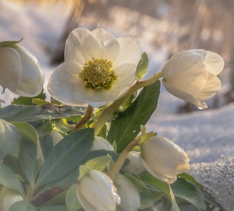 Weiße Christrosen mit grünen Blättern blühen in hellem Sonnenlicht auf schneebedecktem Boden, einzelne Wassertropfen glitzern. | © AdobeStock/andre