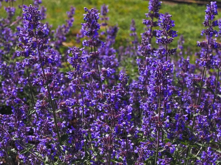 Ein Feld voller leuchtend violetter Katzenminze-Blüten ragt in die Höhe, umgeben von grünem Gras bei sonnigem Wetter. | © Shutterstock/LifeCollectionPhotography