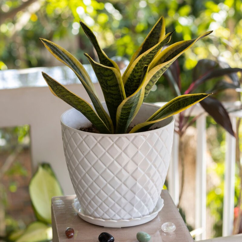 Eine Sansevieria-Pflanze mit gelbgrünen Blättern steht in einem weißen, gemusterten Blumentopf auf einem Holztisch vor sonnigem Gartenhintergrund. | © Shutterstock/Nice-pics-125