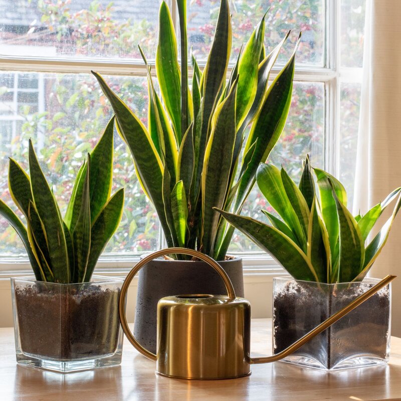 Drei Sansevieria-Pflanzen in Glas- und Keramiktöpfen stehen auf einem Holztisch vor einem sonnigen Fenster mit Ausblick ins Grüne. | © Shutterstock/Grumpy Cow Studios