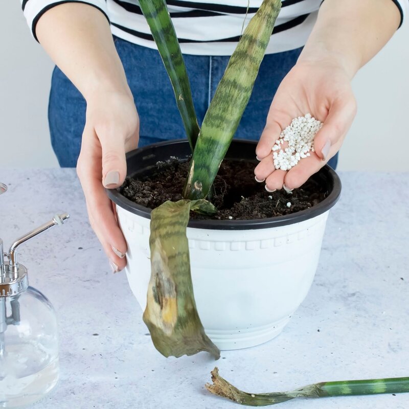 Eine Person in gestreiftem Shirt gibt Dünger in einen weißen Blumentopf mit einer geschwächten Sansevieria-Pflanze auf hellem Tisch. | © Shutterstock/Danica Jakovljevic