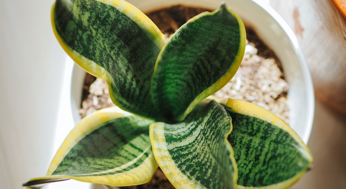 Eine grün-gelbe Sansevieria-Pflanze mit breiten, gemusterten Blättern in einem weißen Topf auf hellem Untergrund.