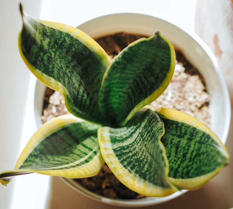 Eine grün-gelbe Sansevieria-Pflanze mit breiten, gemusterten Blättern in einem weißen Topf auf hellem Untergrund. | © Shutterstock/awgraphoto
