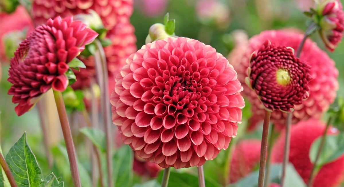 Leuchtend rote Pompon-Dahlien mit symmetrischen Blütenköpfen vor grünen Blättern in einer blühenden Gartenlandschaft.