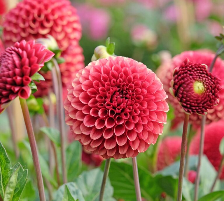 Leuchtend rote Pompon-Dahlien mit symmetrischen Blütenköpfen vor grünen Blättern in einer blühenden Gartenlandschaft. | © Shutterstock/Alex Manders