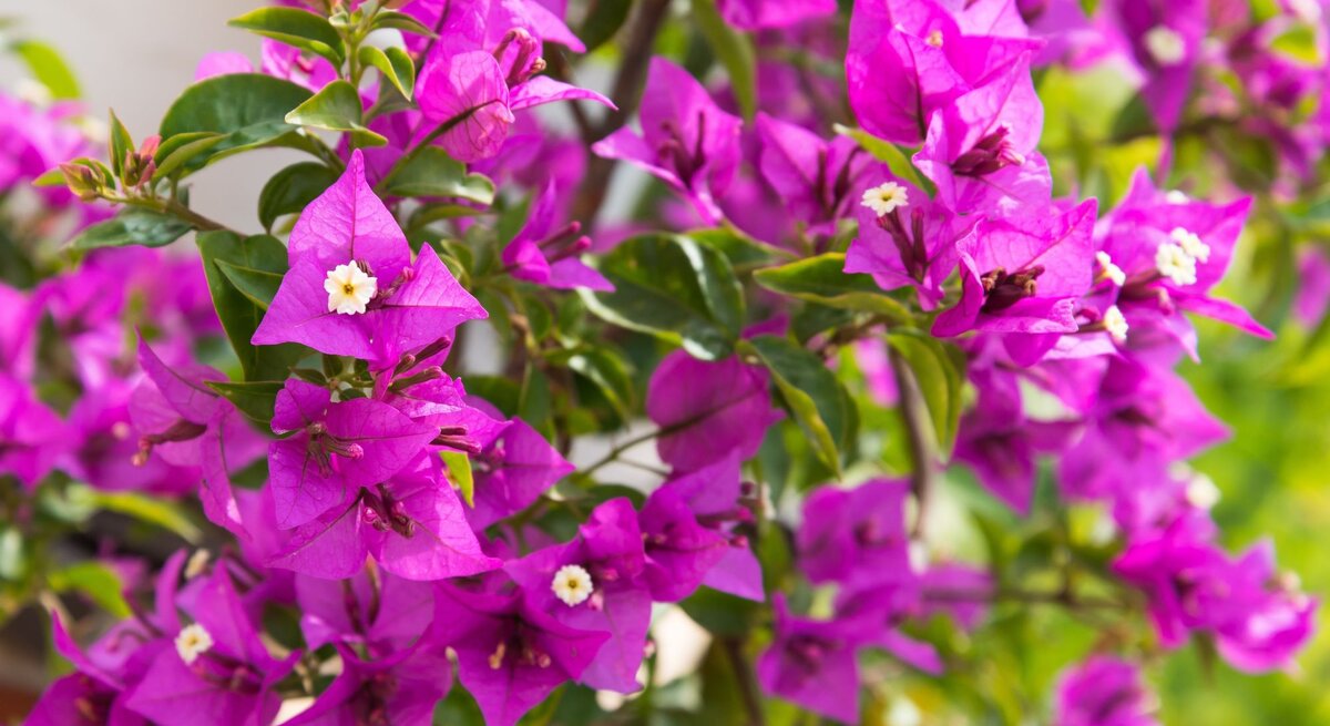 Üppige Bougainvillea mit leuchtend pinken Blüten und kleinen weißen Blütenkernen vor grünem Laub in sommerlicher Atmosphäre.