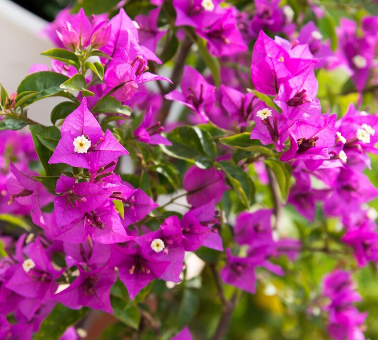 Üppige Bougainvillea mit leuchtend pinken Blüten und kleinen weißen Blütenkernen vor grünem Laub in sommerlicher Atmosphäre. | © AdobeStock/kviktor